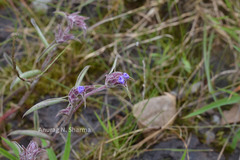 Cyanotis arachnoidea